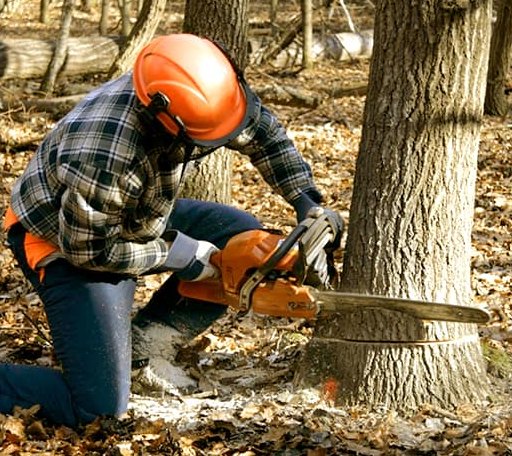 Tree Removal in Guthrie, TX